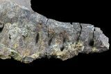 Hadrosaur (Kritosaurus) Jaw Section - Texas #76740-3
